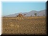 Marocco. 173.jpg